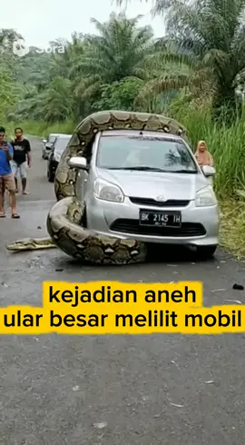 ular di atas mobil #reels #viral #fyp 