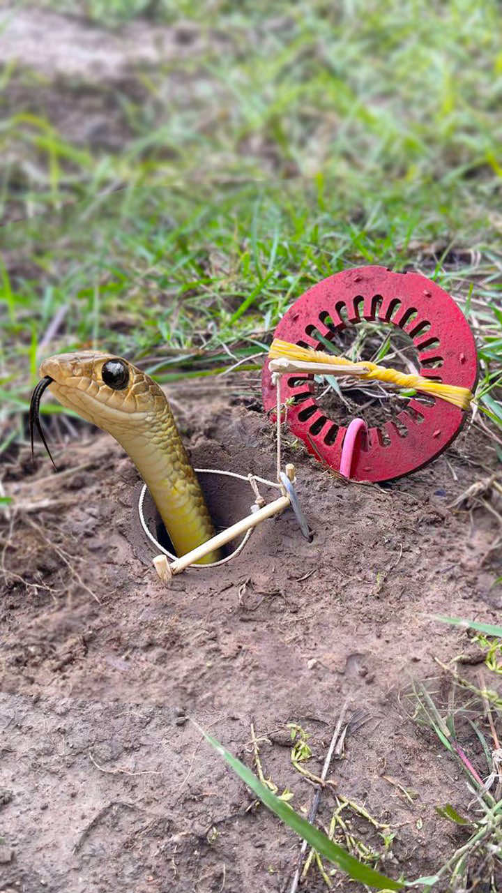 Survival Skills: SMART idea and USEFUL Creative DIY Snake Trap #snaketrap