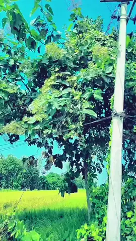 dil pagal😌😊🖤