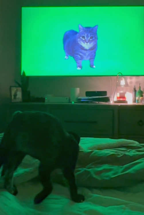 Cat brainot🤣🤣#catlover #funnyvideos #fyp #foryou #cat #pet #tiktok #usa🇺🇸 #funny #cute 