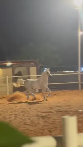 برق الحائلي 😍😍😍🌹🌹🌹 تحيه لكل جمهوره #الخليج_العربي_اردن_عمان_مصر_تونس_المغرب #الشرقيه_الخبر_الدمام #الرياض_جده_مكه_الدمام_المدينه #خيل_وخياله🐎 #خيل_حائل 