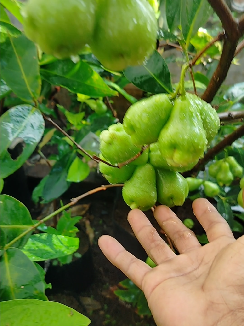 pupuk KCL mahkota kemasan 1 kg#pupuk #kcl #buah#manis #fyp 