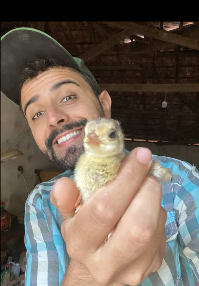 Primeiro filhote de nosso pavão branco Vittor Sanches com a pavoa azul Zafira! Um lindo azul portador! 🐣🦚 . . . #pavão #peacock #pavoreal #filhotedepavão #avesornamentais 