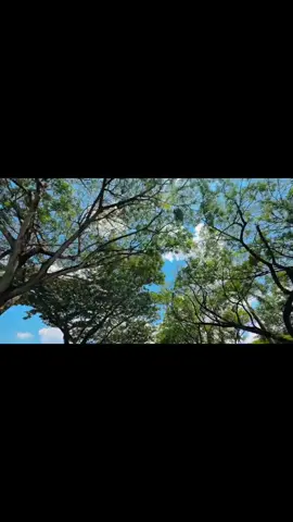 #duet with @প্রকৃতি 🍃 #Nature 