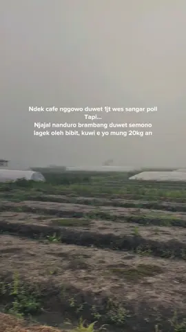 Piye menurutmu jek kurang akeh gak bos?? #bawangmerahnganjuk #bawangmerah #petanibawangmerahnganjuk #petanibawangmerah #petaniindonesia🇮🇩🇮🇩🇮🇩🌿🌿 