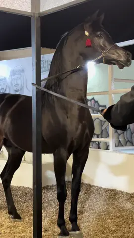 #اكسبلورexplore #خيل_وخياله🐎 #الشيخ عتيق الله يطرح البركه ماشاء الله تبارك الله #اكسبلور #مربط كاريزما 