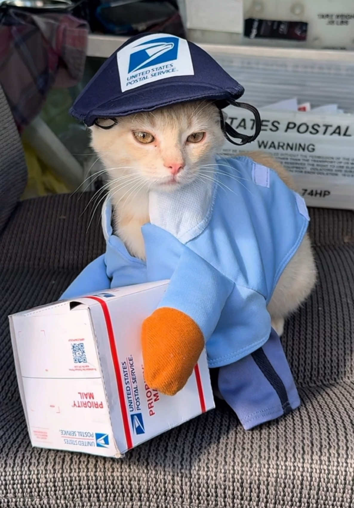 Mail route kitten gets in uniform and actually works for Halloween #funnycat #funnycats #halloween #halloweencat #catcostume 