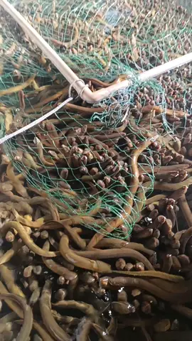 #xuhướng #nuoiluonkhongbun #hochoichiase #