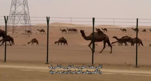 #اكسبلورexplore #الشعب_الصيني_ماله_حل😂😂 #شعر #قصايد #fypシ゚ 