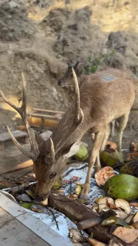 salah satu makanan komodo di sekitaran TNK atau Taman Nasional Komodo #pulaupadar  #labuanbajo  #nttpride🏝🔥fypシviral  #trip 