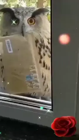 #доброеутро #пожелание 