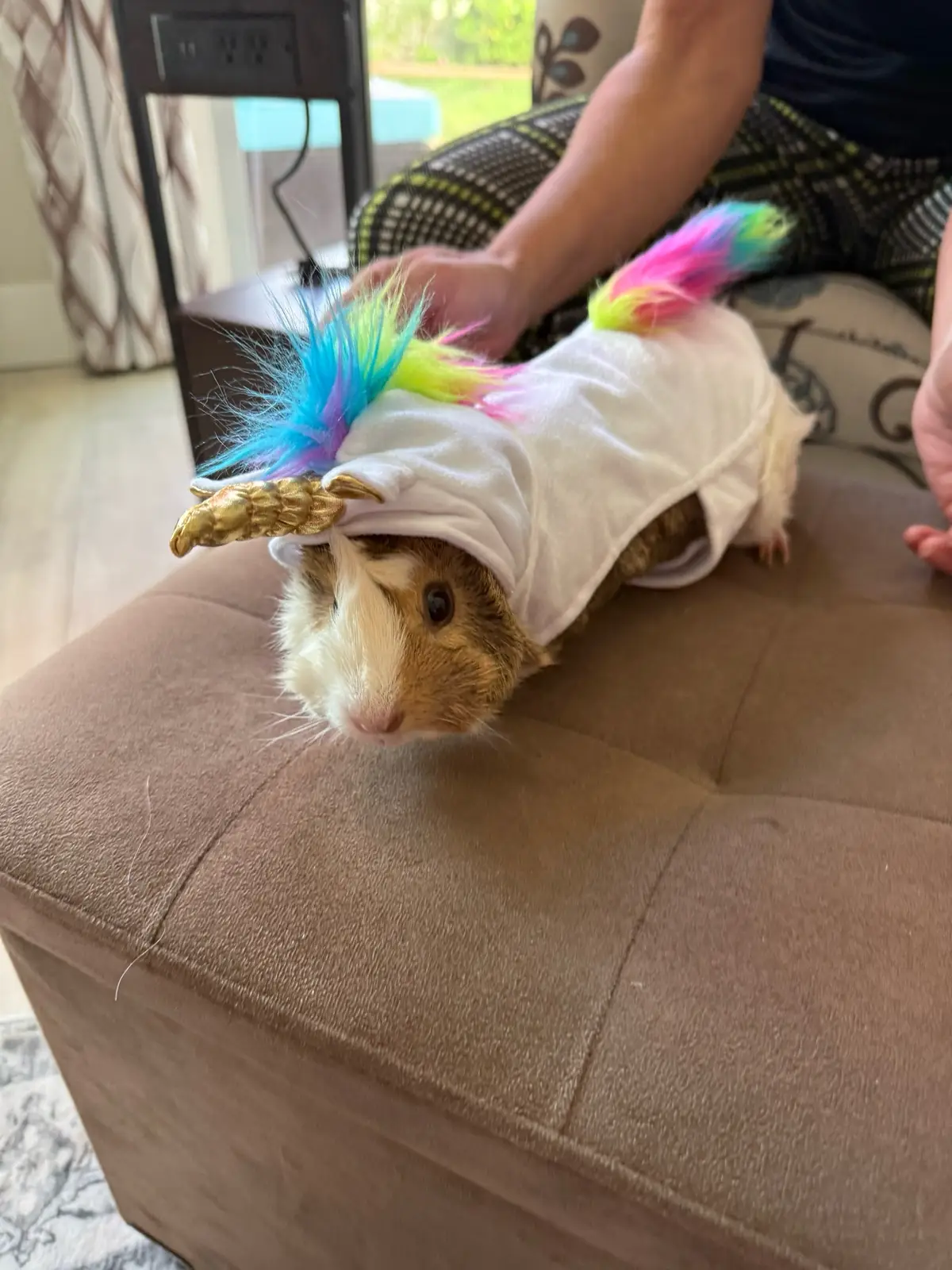 My guinea pig said, “I’m here for the boos and the carrots.” 🎃🥕 #halloween #guineapig 