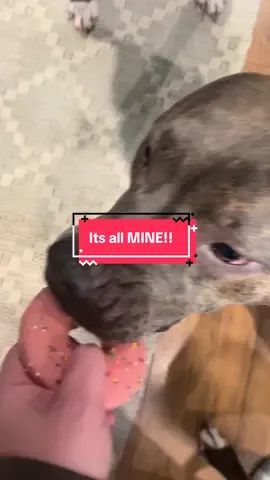 Gigi was like it’s all mine!! #dogvideos #dogs #dogsoftiktok 