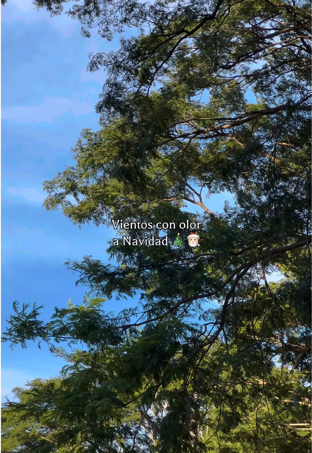 Ya se siente 🍃🎄 #navidad #vientos #elsalvador #fypツ 