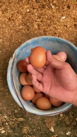 Ready bahan telur gulungmu mass#fyp #xyzabc #peternakmuda #ayampetelur #wahyueggfarm 
