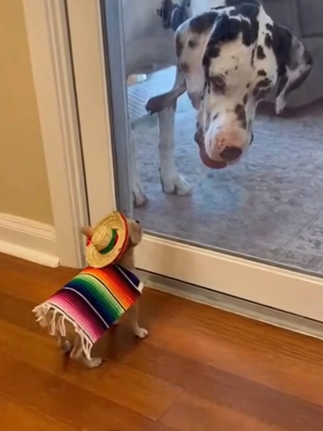 🤡 Asi quedo 🤡 #humor #humormexicano #perro #chihuahua #eluniversotiktoker