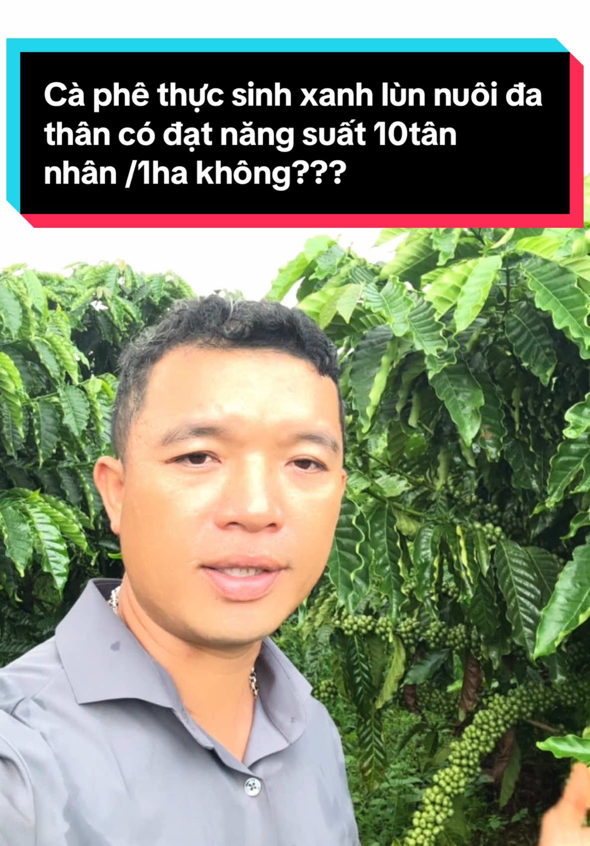 Cà phê xanh lùn thực sinh trồng kích thước là 1,5x 3m năm thứ 4 nuôi đa thân sản lượng cao #nôngnghiệp #tưới_nông_nghiệp #làmvuon #xuhuong #khởinghiệp #câygiống #càphê 