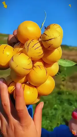 Benih bush ginseng kulit nipis dan berjus, sesuai tanam dalam pasu atau laman rumah. #benih #pepino #tanaman #kebun #benihpepino 1d