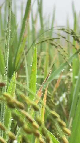 🌾🌾🌾🌾🌾🌾🌾