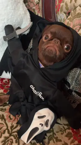 Ghost face puppy 🐶 #puppy #ghostface #halloween 