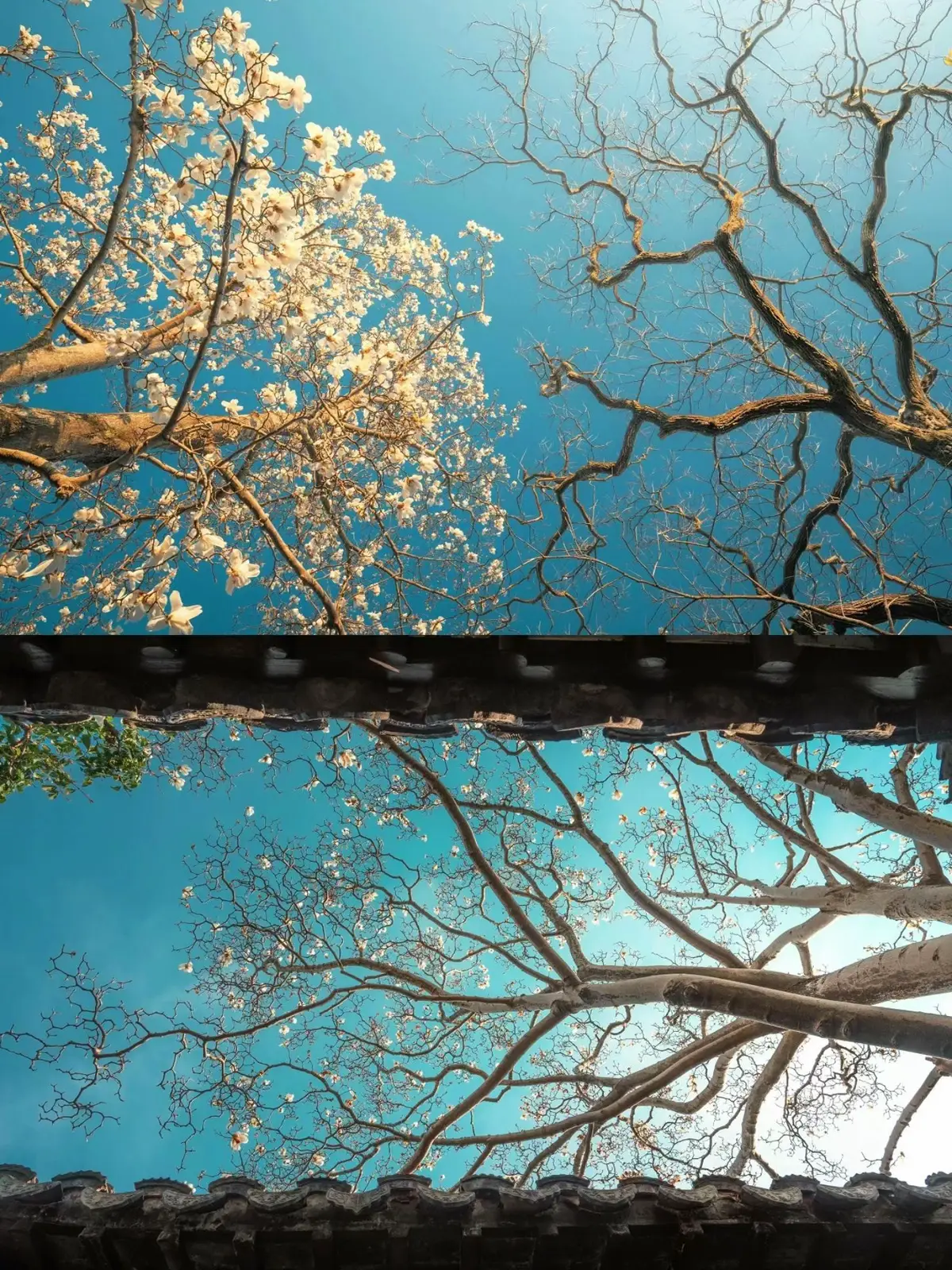 Sông cũ trôi xa, bờ đã vắng, liễu tàn nghiêng bóng, ngọc còn đau. Nếu có kiếp sau tìm lại mộng, xin chớ hẹn nhau giữa sắc sầu. #hoa #reverse0506 