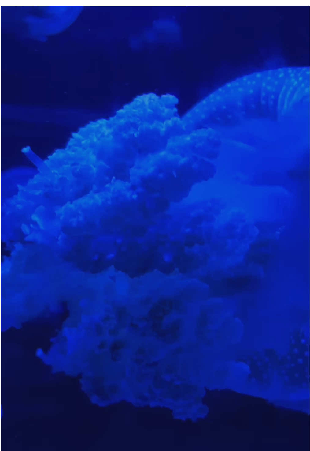 Mahalini - Kemarilah tenang #mahaliniraharja #kemarilahtenangmahalini #lirik #albumkoma #kemarilahtenang 