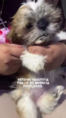 #fyp  #perritos cómprelo se los recomiendo #LIVEIncentiveProgram #LIVEStory #PaidPartnership 