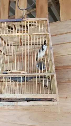 #นกกรงหัวจุก ##นกกรงหัวจุกแฟนซีสายเบิ้ลใต้🇹🇭🇹🇭🇹🇭🕊️🕊️🕊️ #นกกรงหัวจุกแฟนซี🦅❤️ #คนรักนกกรงหัวจุก 