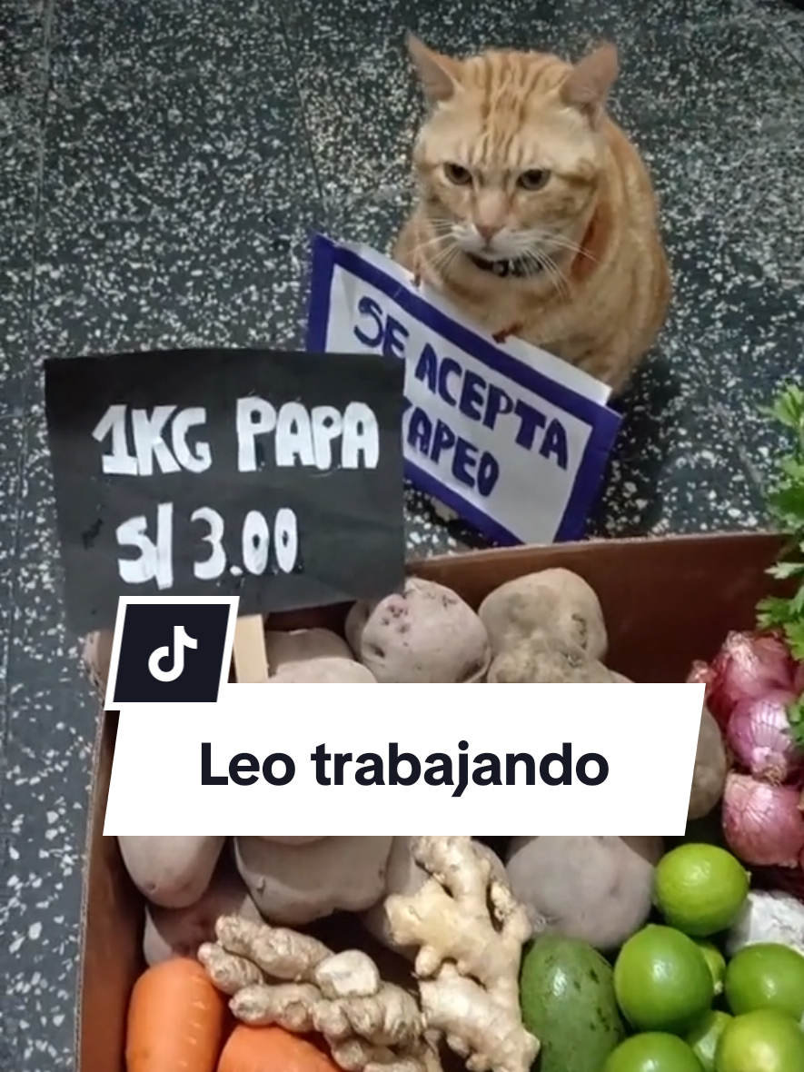 🗣️El gato ambulante no existe. 😺 el gato:  #leoelgatonaranja #leoelgatoperuano  #ambulante  #disfraz  #carlacalderon 