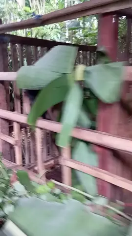 regone njleput iki pie bolo 🤣🤣🙏 #peternakmuda 