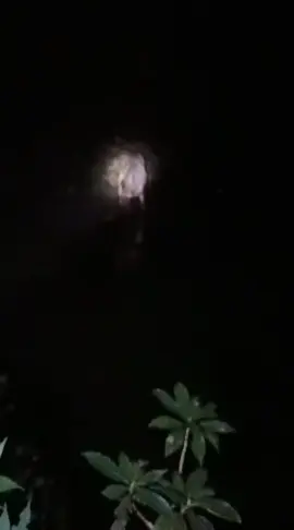 #rusakalimanta#hutanborneo.