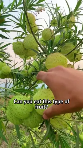 Avoid eating unripe fruit!#Science #popular #usa #fruit 