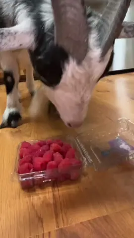 #fyp #skp #tiktok #funny #goat 