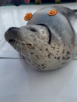 The clip video is not from me it's from tokkari center at Japan 🇯🇵#tokkaricenter #fyp#silly #seal tokkaricenter_official. Did everyone enjoy Halloween? Yesterday's post made a lot of appearance but Still in sealland The kids who missed the treat...! Smile and loveliness Yuutakun Neruo-kun is unhappy because he can't get sweets Both heads are so cute