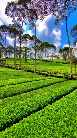 dangdut lawas Ida Laila  setelah Jumpa pertama  #dangdut #memoriesbringback #musik 