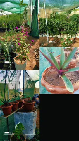 مشتل جنة عدن