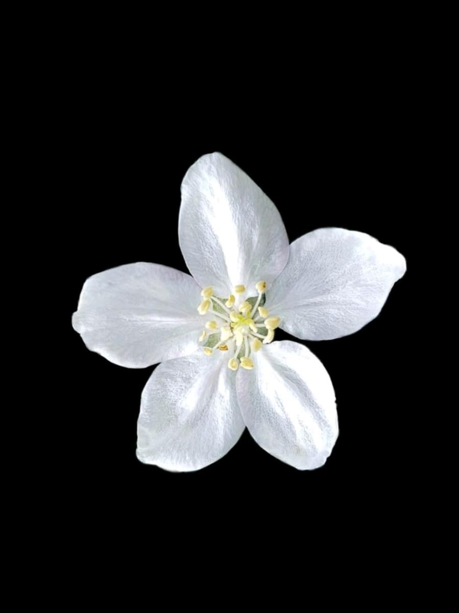 Hopelessly Devoted To You | ib @𝒹ℯ𝓎． style @haniawooga | Something quick because I liked this trend :D | Art credits:  @v1scer0 @Viklooud @Shuploc | #arcane #arcaneedit #arcaneleagueoflegends #leagueoflegends #ethereal 