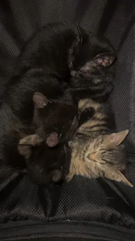 🥹 #fyp #kitten #kittensoftiktok #cutekitten #kittenlove 