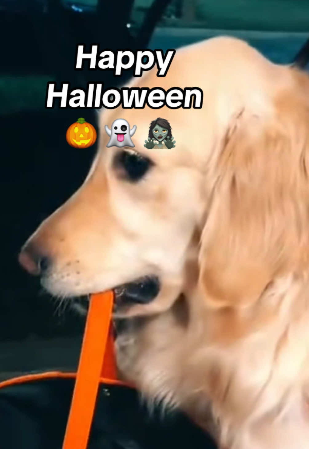 Happy Halloween! 👻 🎃 #halloween #halloweencostume #hotdog #goldenretriever #dogsoftiktok 