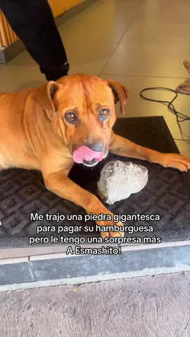 Esmashito regreso! 🤓 Pero le tengo una sorpresa 🐶❣️ Gracias a todos por el apoyo 🙏🏼❣️ #perritos #animalitos #hamburguesa #piedra #fyp 