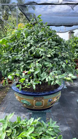 sbbl gia mùa nha ae❤️❤️❤️❤️