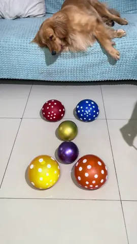 ASMR 🤎💜❤️🧡💛 Balloon 🎈 pop mini plus polka #balloons #satisfying 