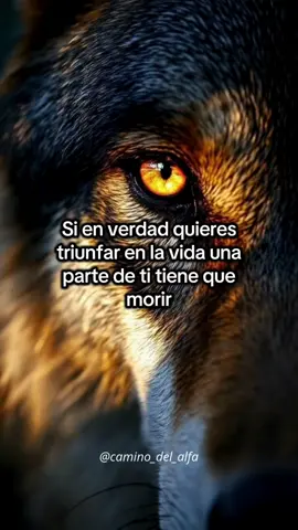 #lobo #superacion #reflexion #parati #lealtad 