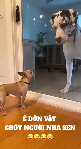 Mở cửa cái hèn chó hẳn đi 🤣🤣🤣#funypets 