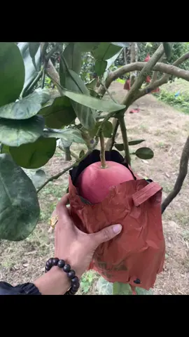 Bưởi đỏ Nhung tuyên Quang chuẩn 