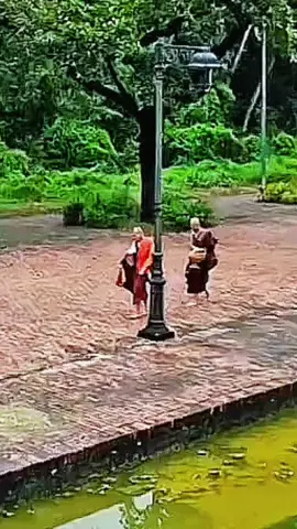 Sư Tuệ Đức và Minh Thông bộ hành khất thực, Thánh Tích Lâm Tỳ Ni Nepal . #tueduc #suminhthong #thayminhtuemoinhat #thayminhtue #tinco369 