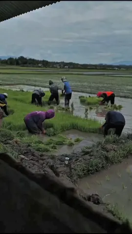 #anakpetani #fypp #petani #nanampadi🌾 