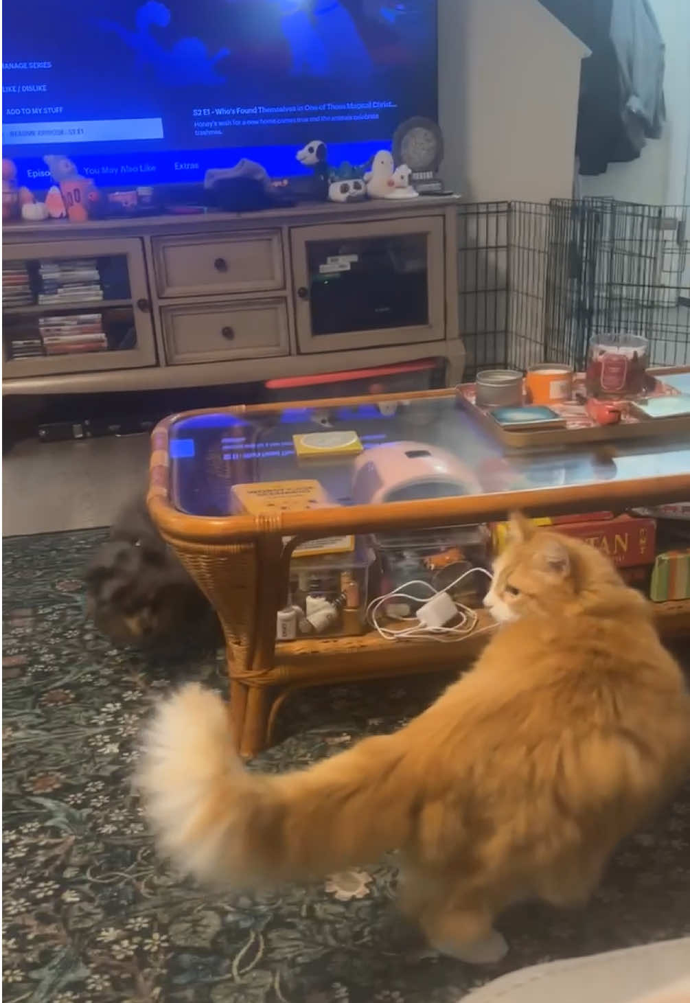 Under the cat!! 😂😂😂 #dogsoftiktok #catsoftiktok #pomeranian #zoomies #viral 