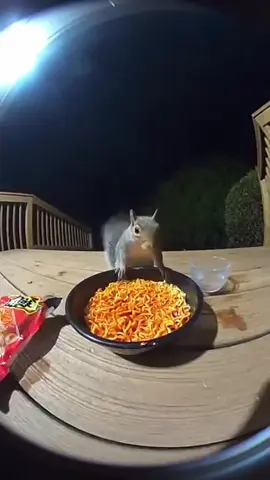 Funny squirrel🤣 #funny #ai #aimeme #squirrel #brainrot 