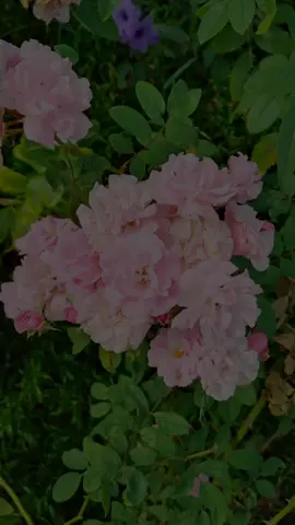 #holanoviembre #CapCut  #capcutmotivacional #apoyo #noviembre  buen día feliz sábado buenos días Feliz día noviembre bienvenido noviembre sábado 